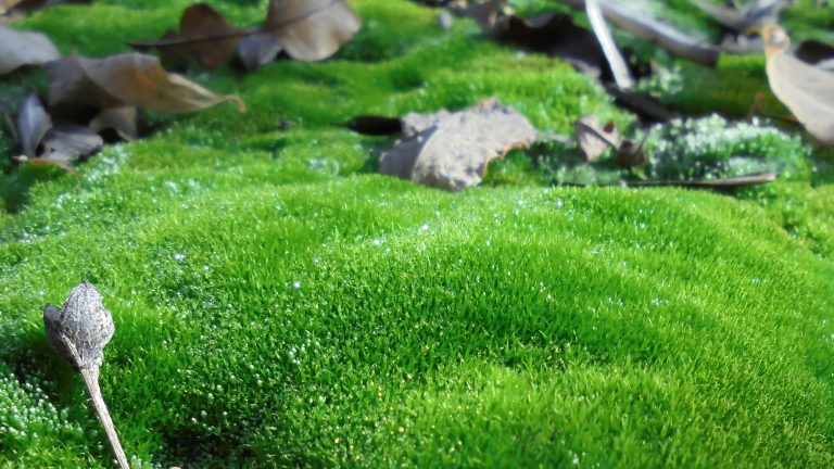 How To Grow Moss Lawn