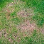 How To Fix A Dead Lawn