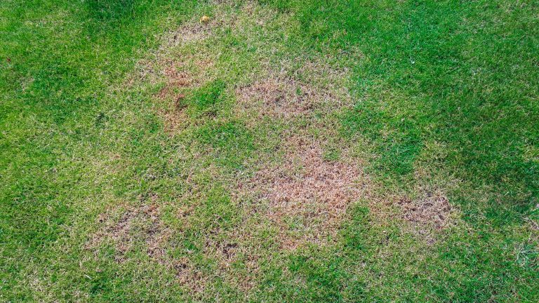 How To Fix A Dead Lawn