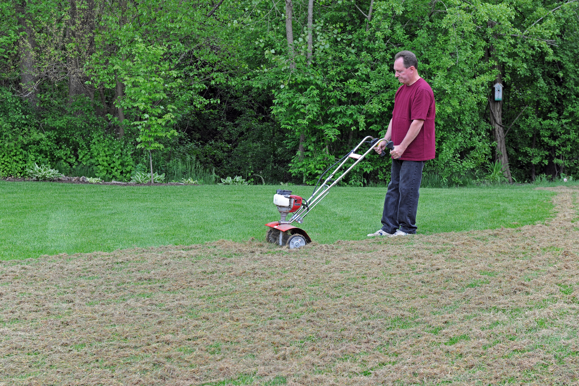 What to do after dethatching lawn