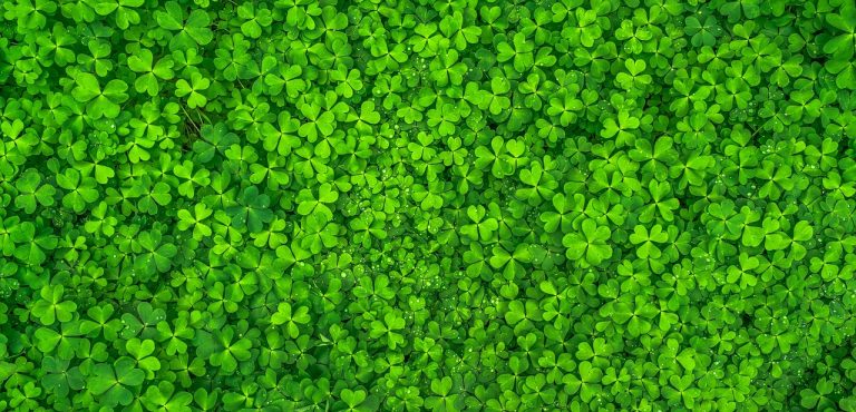 How to get rid of clover in lawn