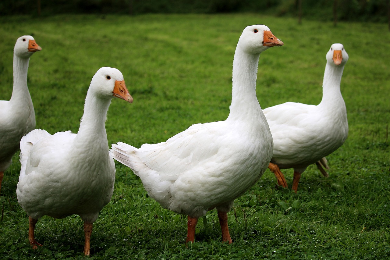 How to keep geese off your lawn