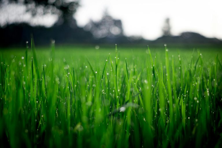 What Causes Fairy Rings in Grass: Unveiling the Mystery Behind Circular Lawn Patterns