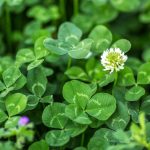 How To Plant Clover In Existing Lawn