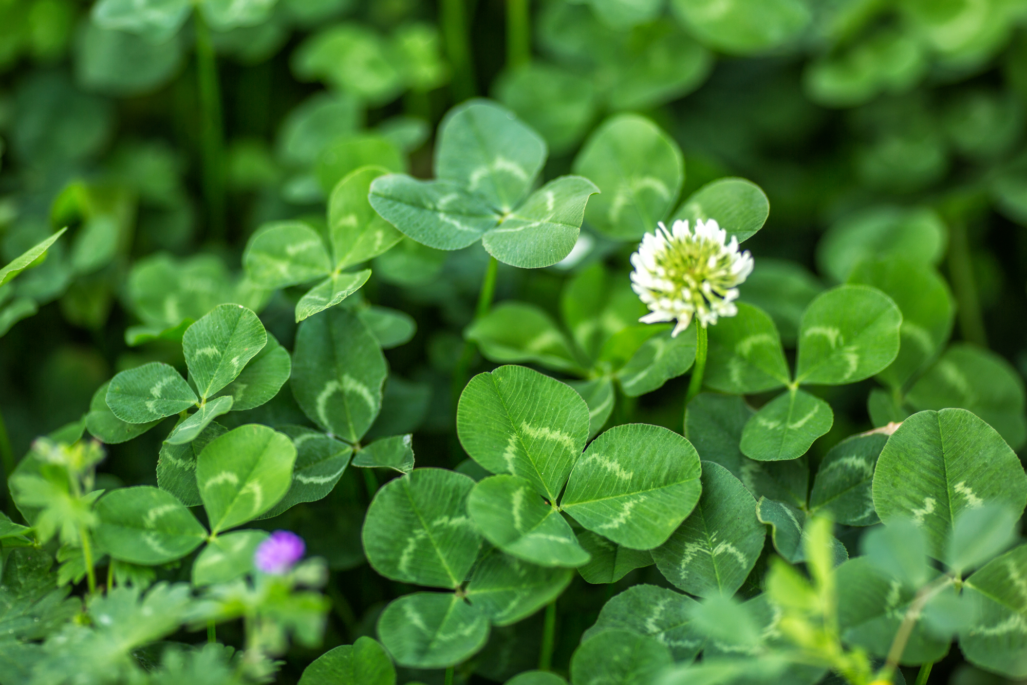 How To Plant Clover In Existing Lawn