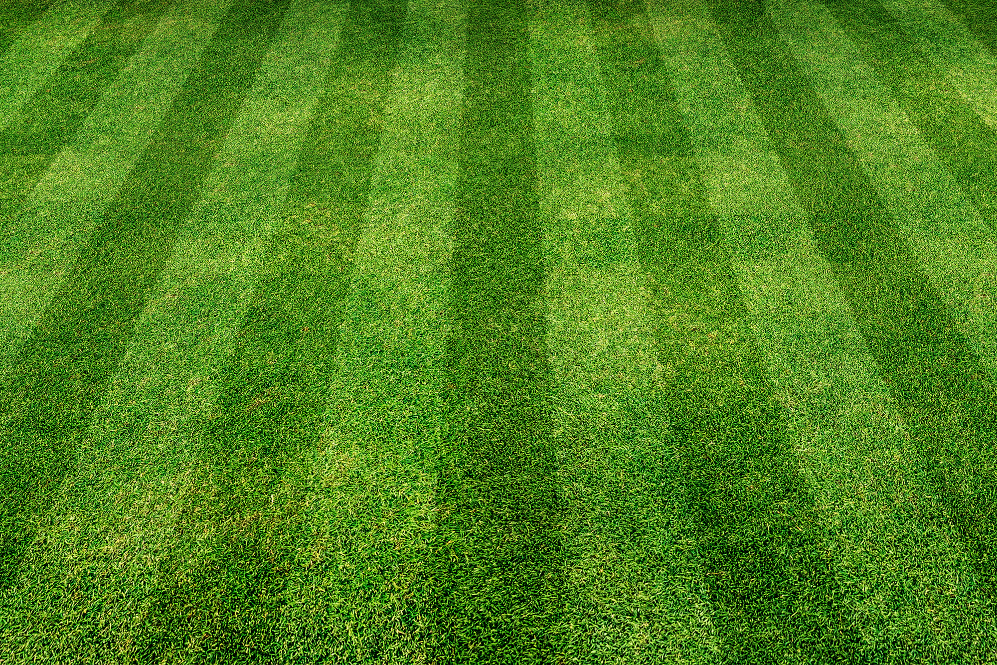 The Secret Behind Thick, Plush Grass: Over-Seeding Techniques That Work