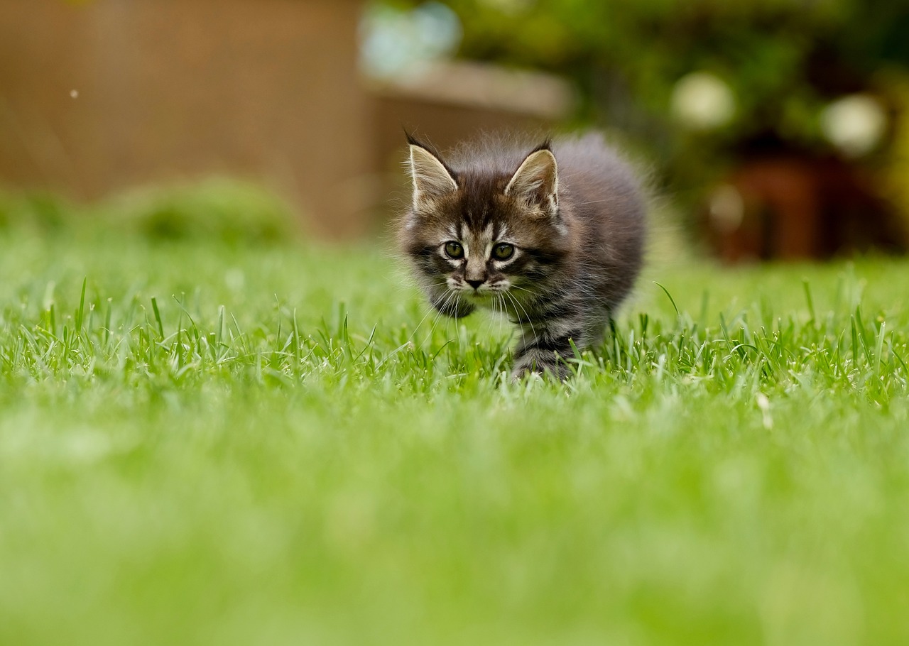 Creating a Pet-Friendly Lawn