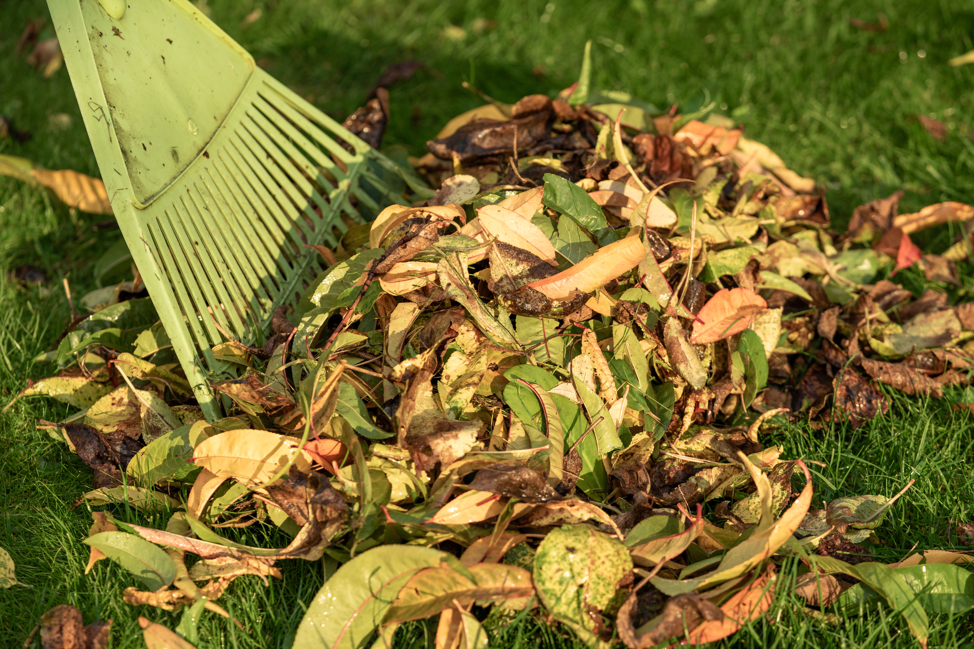 Raking Leaves: Why It's More Important Than You Think