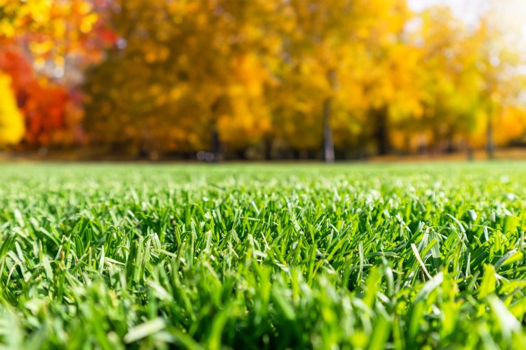 Overseeding Your Lawn: Filling In the Bare Spots Before Winter