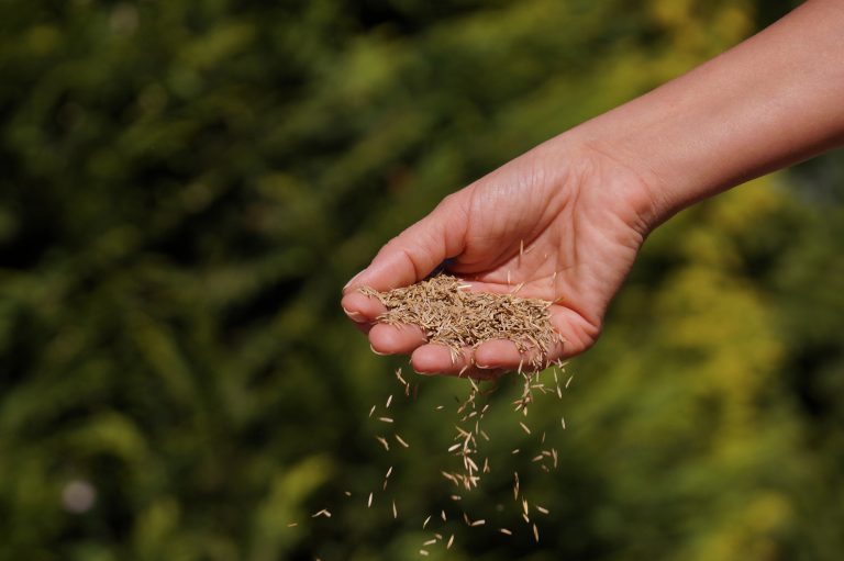 Understanding Dormant Seeding: Should You Try It This Autumn?