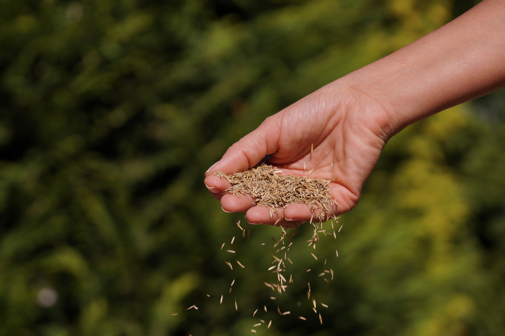 Understanding Dormant Seeding: Should You Try It This Autumn?