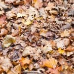 Autumn leaf litter covering the ground, ideal for mulch or removal in lawn maintenance.