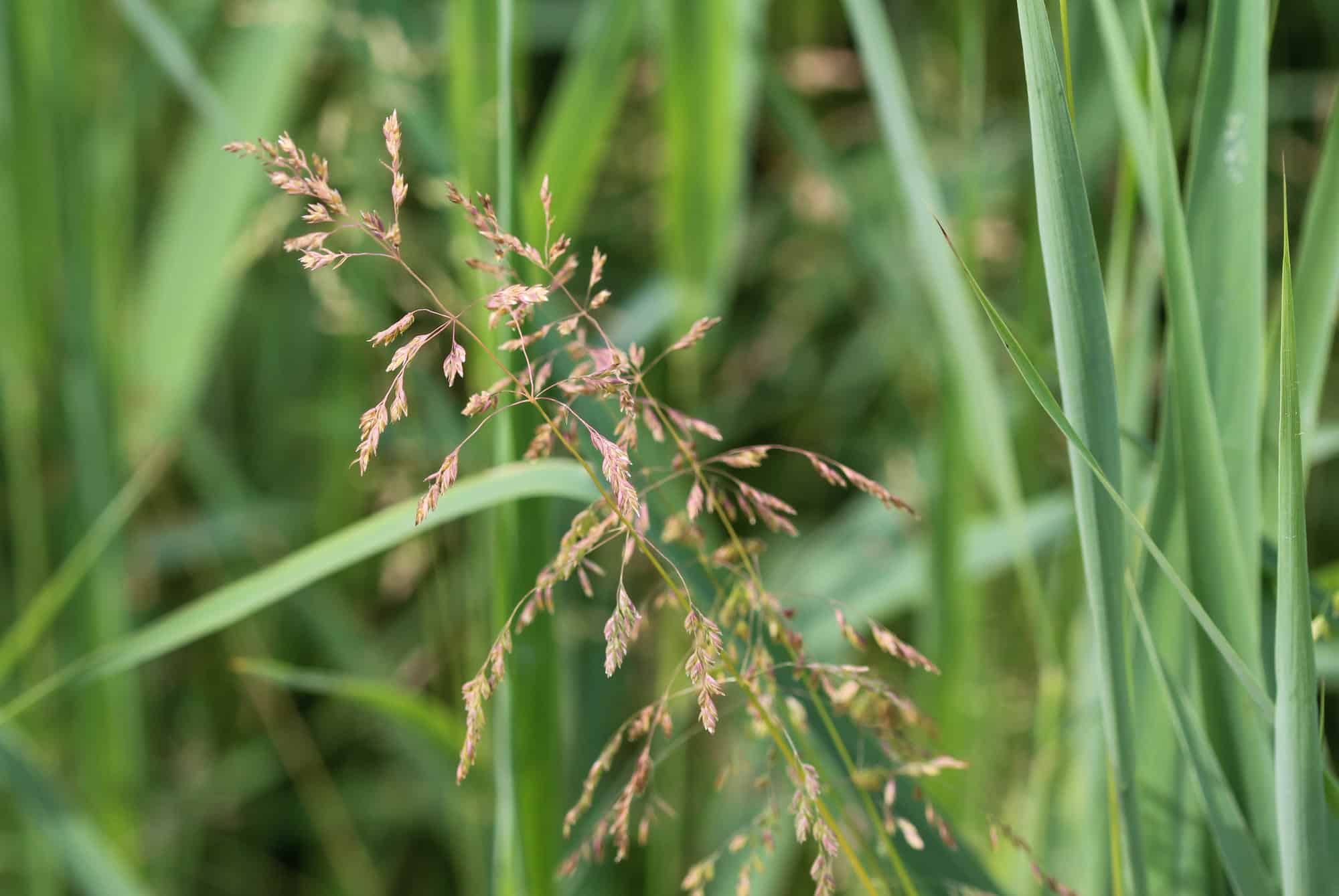 What Is Smooth-Stalked Meadow Grass? - Lawn and Mowers
