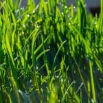 Drought Tolerant Grass