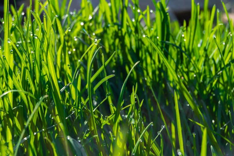 Drought Tolerant Grass