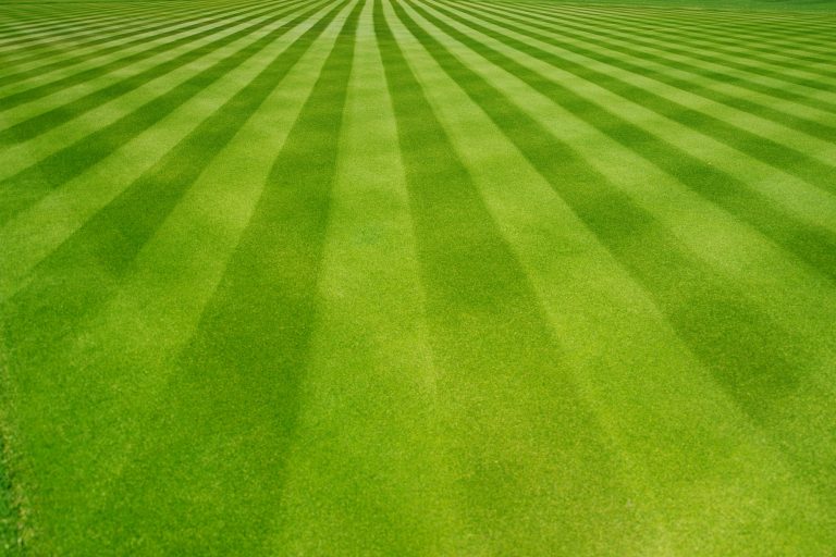 Why Grass Type Selection Is the Foundation of a Good Lawn