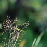 A selective focus shot of growing Agrostis capillaris plant