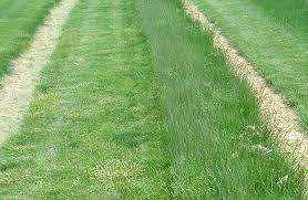 Hard Fescue (Festuca brevipila)