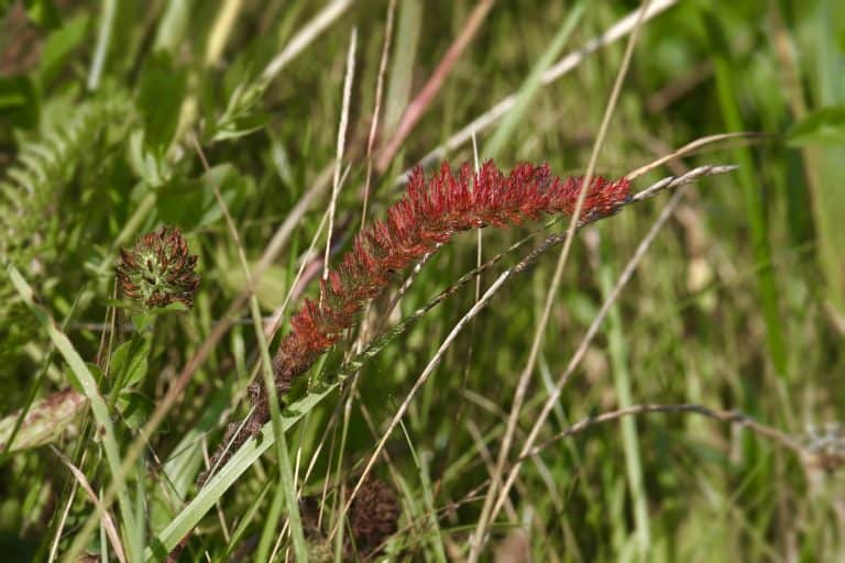 What Is Creeping Red Fescue