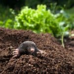 Mole peeking out of it's hole in the garden