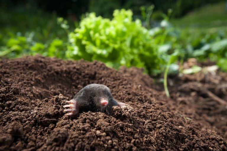 Mole peeking out of it's hole in the garden