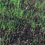 Close-up of growing grass