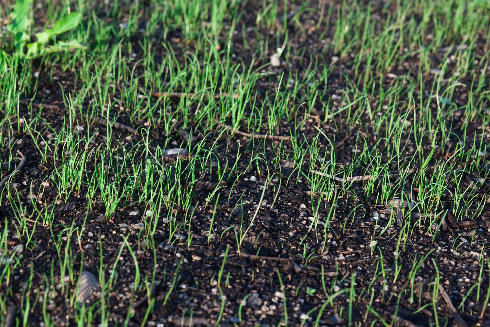 Close-up of growing grass