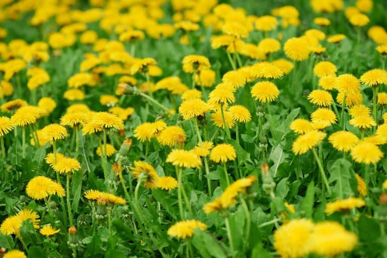 Close-up view of bright yellow blooming dandelions