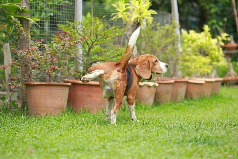 Purebred beagle dog peeing on lawn