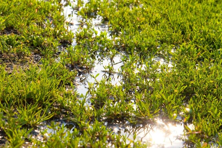 Puddle of water on grass