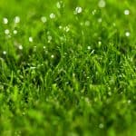 Close-up green lawn, fresh and wet.