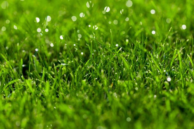 Close-up green lawn, fresh and wet.