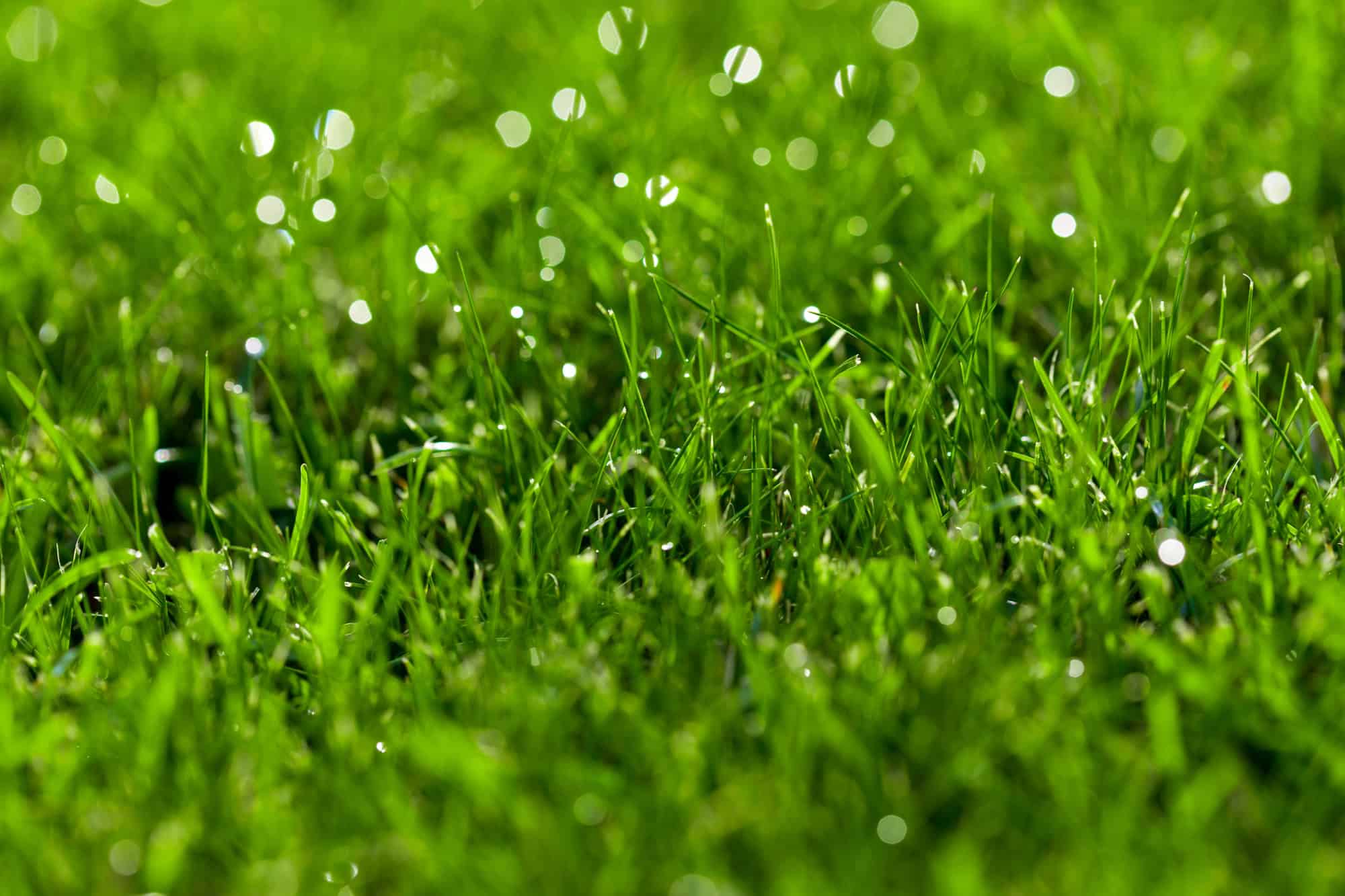 Close-up green lawn, fresh and wet.