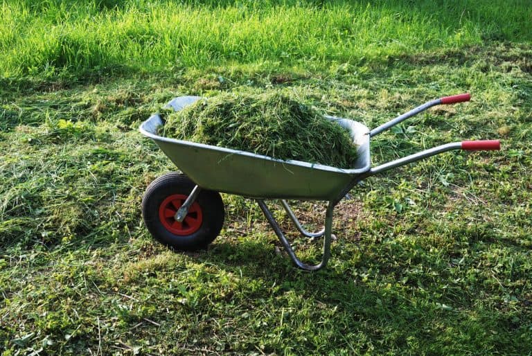 Wheelbarrow on a lawn with fresh cut grass