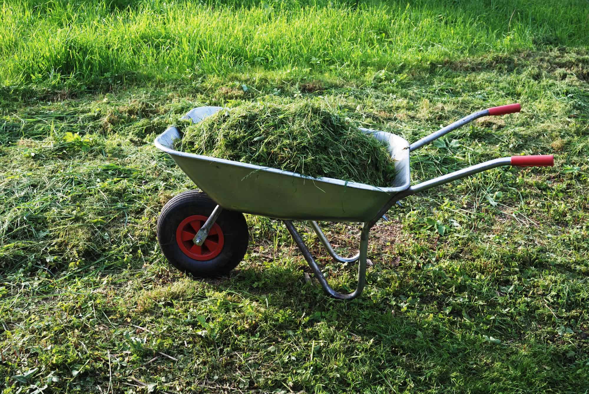Wheelbarrow on a lawn with fresh cut grass