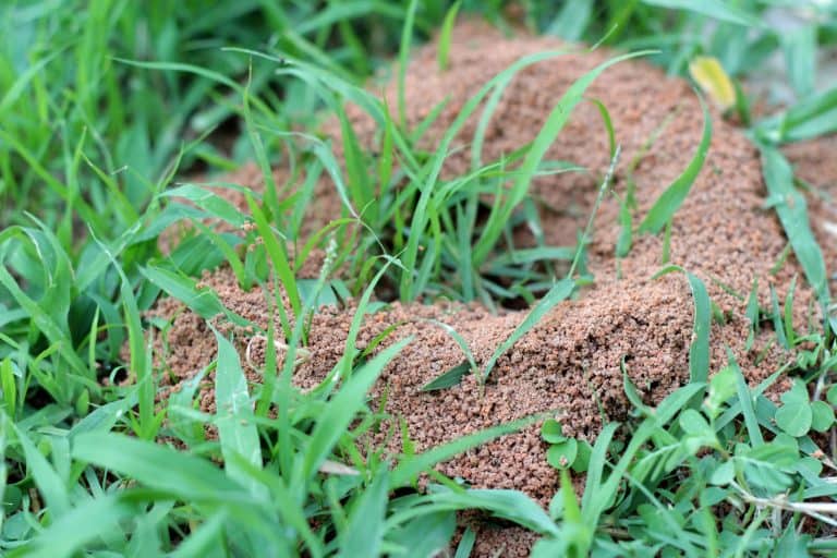Anthill in grass