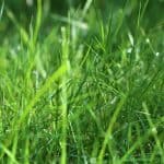 Green lawn with dew drops in the morning sun