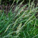 In the wild, a couch grass (Elymus repens) cereal plant grows in the meadow