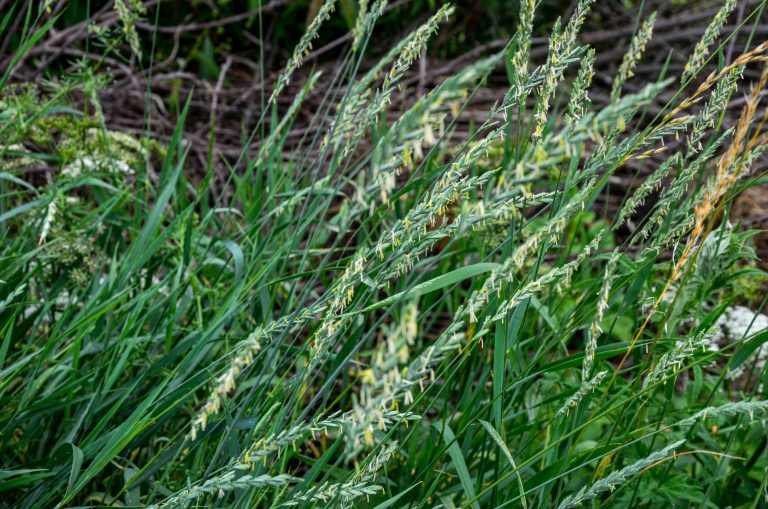 In the wild, a couch grass (Elymus repens) cereal plant grows in the meadow