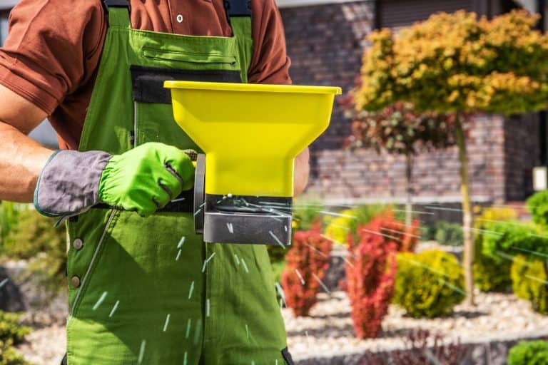 Closeup of Professional Gardener Spreading Granular Lawn Fertilizer Using Handheld Broadcast Spreader.