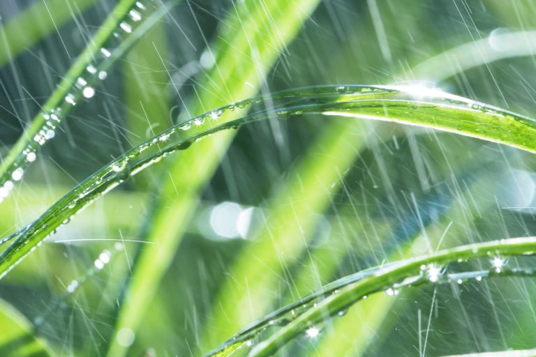 Rain on grass