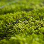 Moss grass