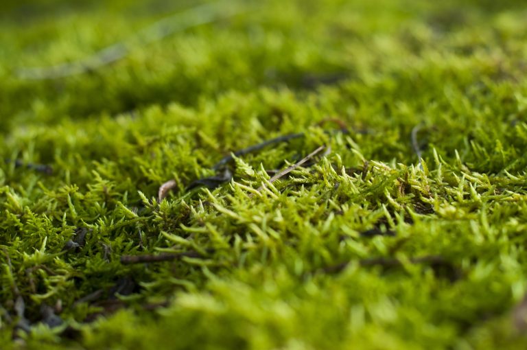 Moss grass