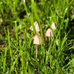 Toadstools in the green grass