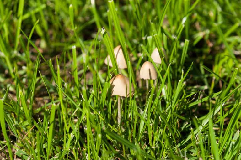 Toadstools in the green grass