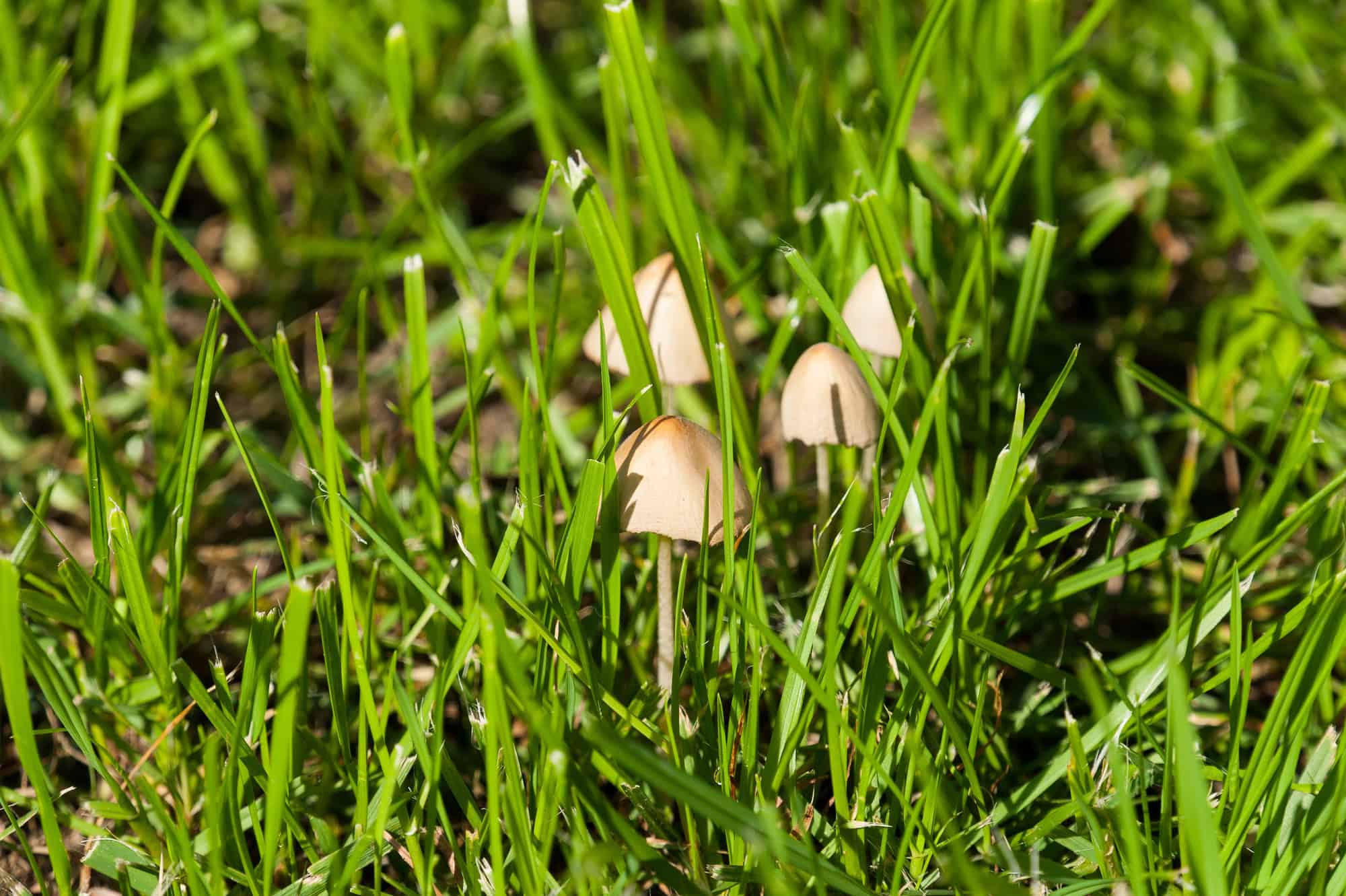 Toadstools in the green grass
